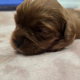 Boy 1 - Red male Cavapoo puppy in Knoxville, Tennessee from Shannan's Cavapoos