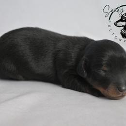 Licorice - Black and tan male Dachshund puppy in Fultonville, New York from Sandy Aussies & Pomeranians
