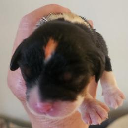 Orange you sweet - Tri-color male Cavalier King Charles Spaniel puppy in Albany, Oregon from Hit Parade Cavaliers