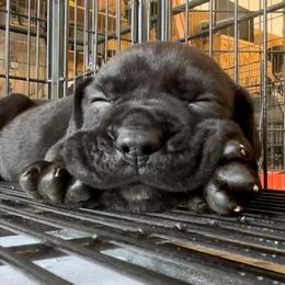 Cane Corso Puppies from Venom Cane Corsos