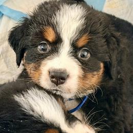 BLUE Collar - Black rust and white male Bernese Mountain Dog puppy in White Lake, Michigan from Berner Bud Farm
