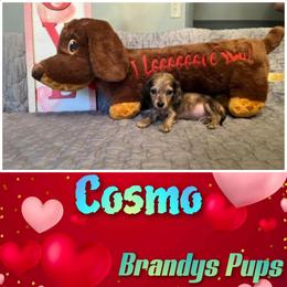 Dachshund Puppies from Brandys Pups