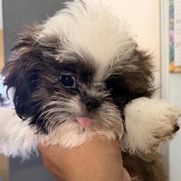 Greg - Blue male Shih Tzu puppy in Victorville, California from RUMBLE n TUMBLE