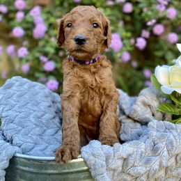 Ariel - Purple - Poodle puppy in Sacramento, California from Creme de la Creme Standard Poodles