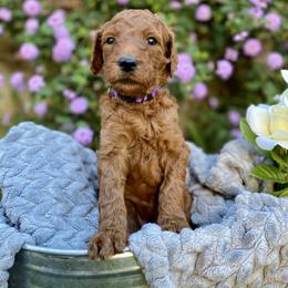 Ariel - Purple - Poodle puppy in Sacramento, California from Creme de la Creme Standard Poodles