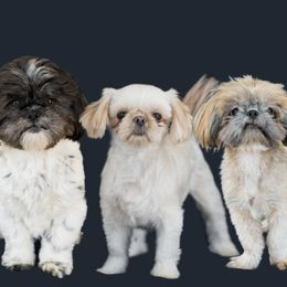 Shih Tzus from Whiterock Farm at Dutch Creek