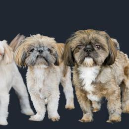 Shih Tzus from Whiterock Farm at Dutch Creek