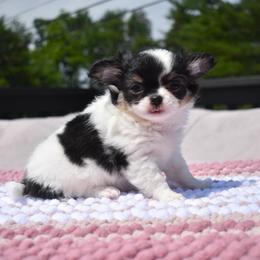 Glory - Black and white female Chihuahua puppy in Bulls Gap, Tennessee from Smokey Mountain Chihuahuas
