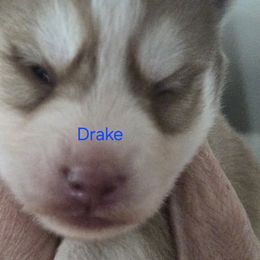 Drake - Red and white male Pomsky puppy in Coatesville, Pennsylvania from Peaceful Pomskys