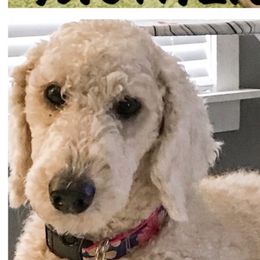 Mae Mae - Goldendoodle