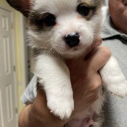 Maximus - Black and tan male Pembroke Welsh Corgi puppy in Bartlett, Tennessee from Lakeside Corgi Club