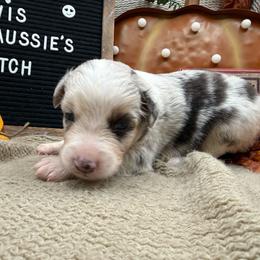 Patch - Blue merle male Australian Shepherd puppy in Purcell, Oklahoma from Lewis Aussie’s & Corgi’s