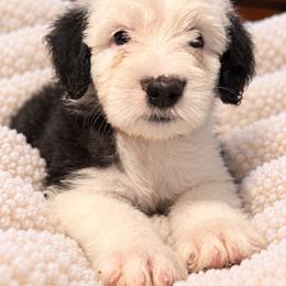 Yellow - Gray and white male Old English Sheepdog puppy in Iowa from Midwest Puppy Paws