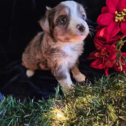 Toy Australian Shepherd Puppies from Badland's Toy Aussies
