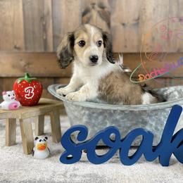 Dachshund Puppies from Dachshund Universe