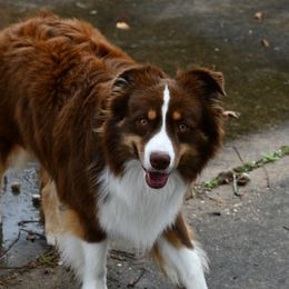 Chance - Miniature Australian Shepherd