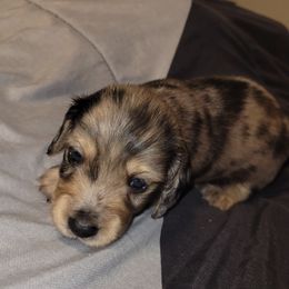 Boy 1 - Dapple male Dachshund puppy in Bristow, Oklahoma from Small Blessings