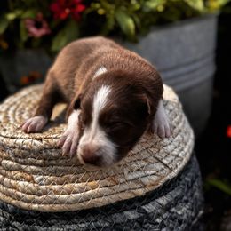 Boy 2 Red and White with Spot on Neck - White and red male Border Collie puppy in Minden, Iowa from Rocking N Registered Border Collies & Labradors