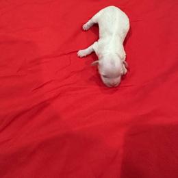 Girl 2 - White female Coton de Tulear puppy in Pflugerville, Texas from Beethoven’s Cotons