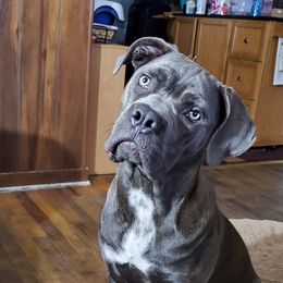 Cane Corso from Creation of the Gods