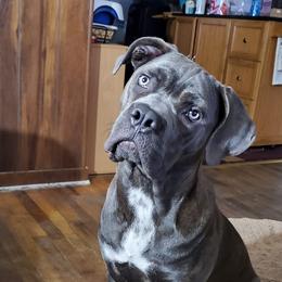 Cane Corso from Creation of the Gods