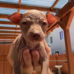 Americano - Chocolate female American Hairless Terrier puppy in Sacramento, California from Gold Rush Kennels