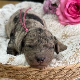 Oreo- Pink Collar - Merle female Goldendoodle puppy in Bay City, Texas from Charming Doods Goldendoodles