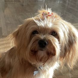 Lou - Lhasa Apso