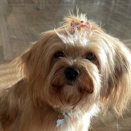Lou - Lhasa Apso