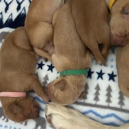 Green Collar - Male 6 - Golden male Golden Retriever puppy in Bonanza, Oregon from Gold 'N Dust Ranch