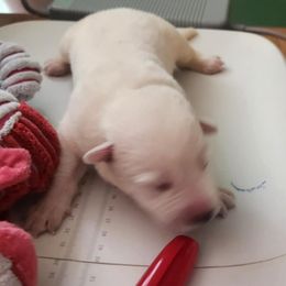 Girl 3 - female Berger Blanc Suisse puppy in New Castle, Pennsylvania from Thornvalley White Shepherds