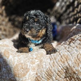 Onyx Blue Collar - Tri-color male Bernedoodle puppy in Bonham, Texas from Happy Valley Puppies