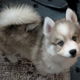 Vito Blue eyes - Wolf sable male Pomsky puppy in Hurleyville, New York from My Crazy Pomskys
