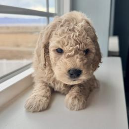 Graham - Cream male Goldendoodle puppy in Mount Pleasant, Utah from Betty's Goldendoodles