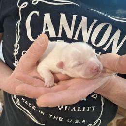 White Fluff 2 - White male Pomsky puppy in Fairbanks, Alaska from Arctic Kennels (Pomskies, Akitas & Shibas)