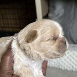 Maltese, Pomeranian, Shih Tzu, and Yorkshire Terrier Puppies from Gibbs Gorgeous Paws LLC