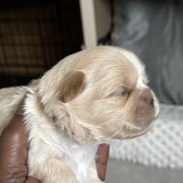 Maltese, Pomeranian, Shih Tzu, and Yorkshire Terrier Puppies from Gibbs Gorgeous Paws LLC