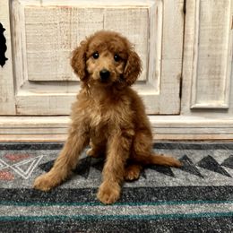 Female Toy Goldendoodle - Red  female Goldendoodle puppy in Brooksville, Florida from Kruger Doodles