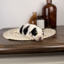 Yellow - Tri-color male Bernedoodle puppy in Sweetwater, Florida from Sandy Snout Doodles