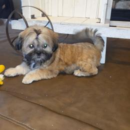 Sable - Brindle female Shih Tzu puppy in Kings Mountain, North Carolina from Britany's Shih Tzus