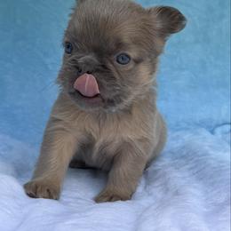 Jake - Fawn male French Bulldog puppy in Hemet, California from Bowman Pups