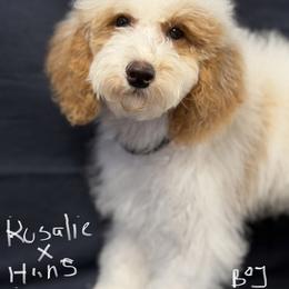 Parti boy - Parti male Poodle puppy in Haines City, Florida from Camic Cockapoos