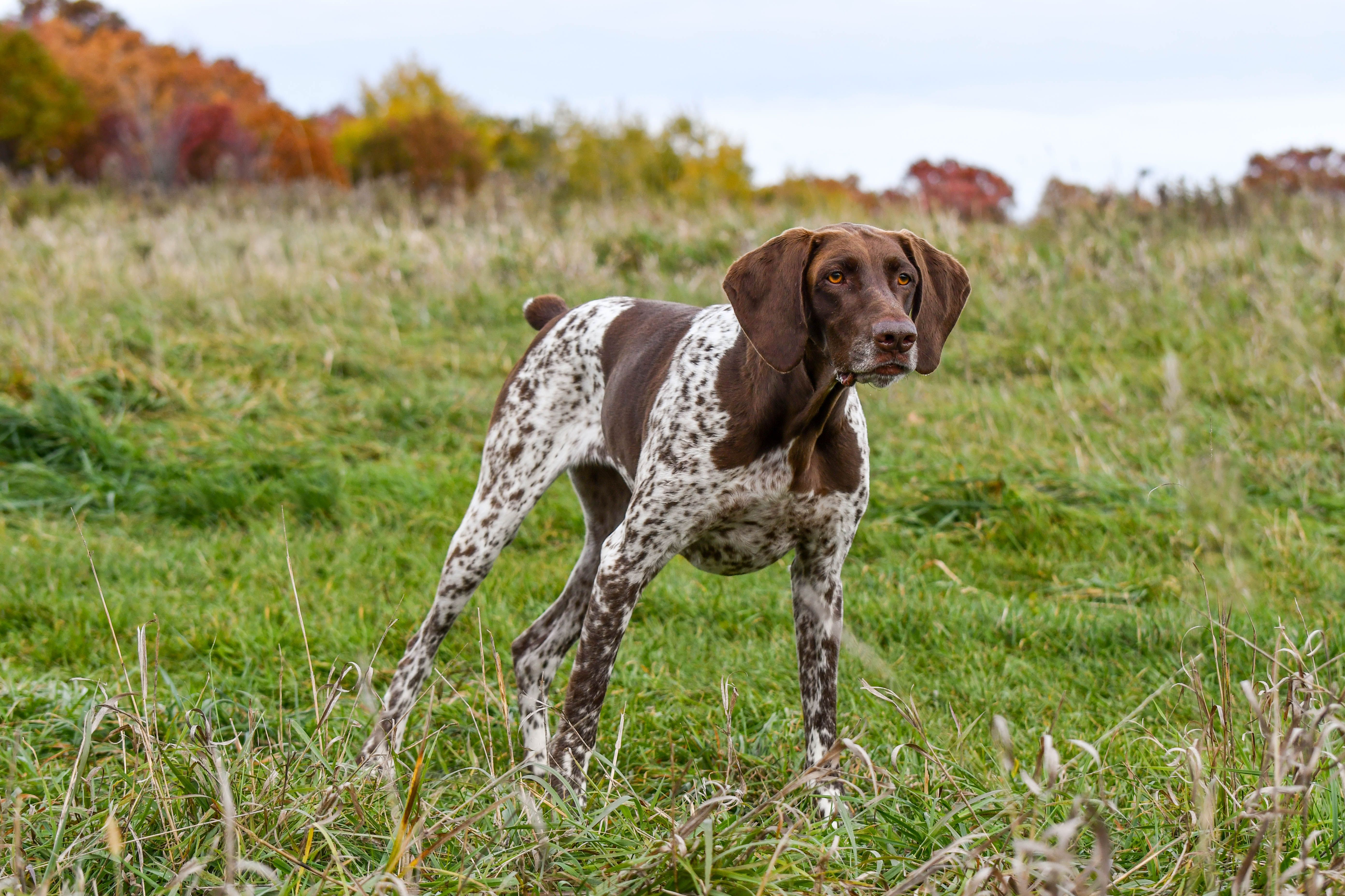 Liver GSP pointing in grass