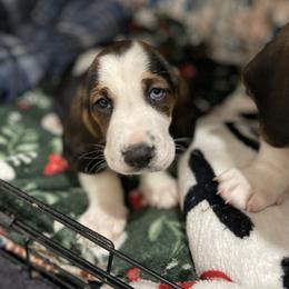 Cinderella - Black brown and white female Basset Hound puppy in Remington, Virginia from Lotus Rose Basset hounds