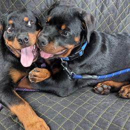 Rottweiler Puppies from Vom Haus Fantasy Rottweiler Kennel