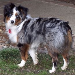 Miniature Australian Shepherds from Elk Grove Mini Aussies
