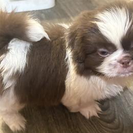 Pekingese, Poodle, and Shih Tzu Puppies from Happy puppies