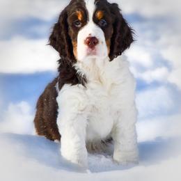 English Springer Spaniel Puppies from Timberwood English Springer Spaniels