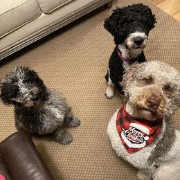 Goldendoodles and Poodles from Hey Doodle Doodle