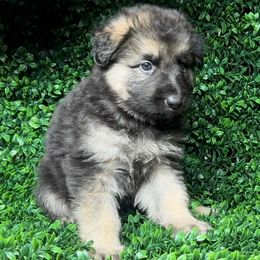 Shiloh Shepherd Puppies from Orchard Hills Shilohs